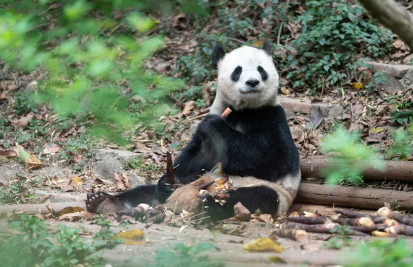 Riesenpandas Werden Auf Nationaler Ebene Der Zuchtbasis Chengdu Der Chinesischen — Stockfoto