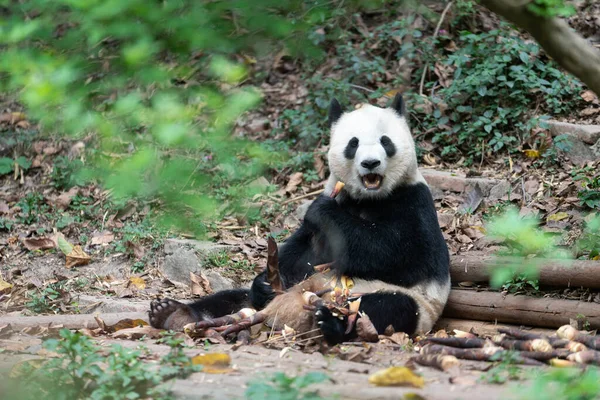 Riesenpandas Werden Auf Nationaler Ebene Der Zuchtbasis Chengdu Der Chinesischen — Stockfoto