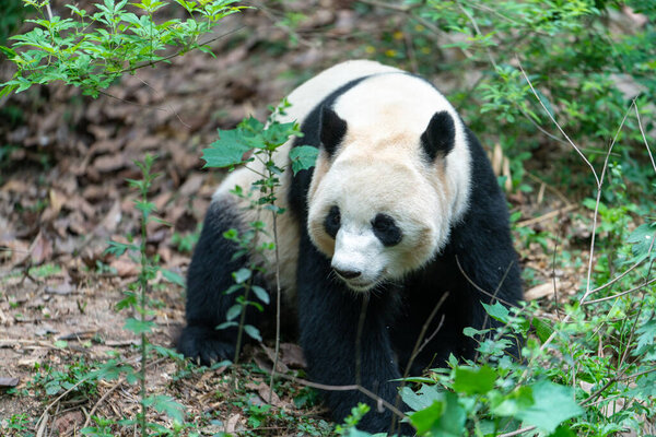 Giant pandas are protected at the national level in chengdu breeding base in sichuan province, China 