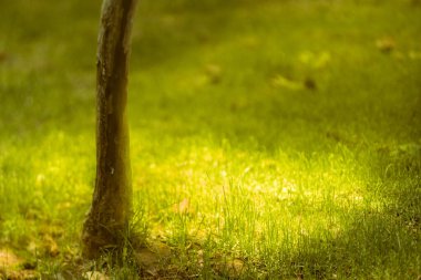 Güneşin altındaki yeşil çimenler 