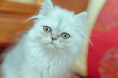 Kızıl kedinin yavrusu. 