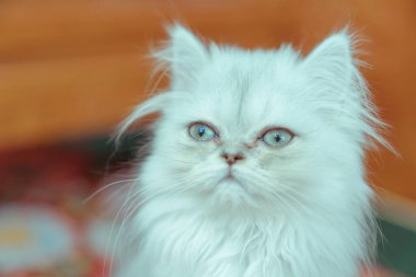 Kızıl kedinin yavrusu. 