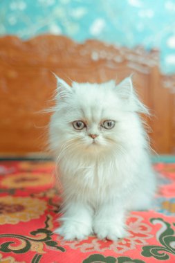 Kızıl kedinin yavrusu. 