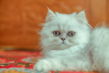 Kızıl kedinin yavrusu. 