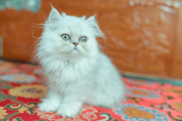 Cachorro Jengibre Gato —  Fotos de Stock