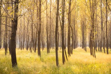 Altın sonbahar yaprakları ve çayırlar 