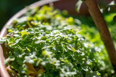 Tencerede küçük yeşil bitkiler 