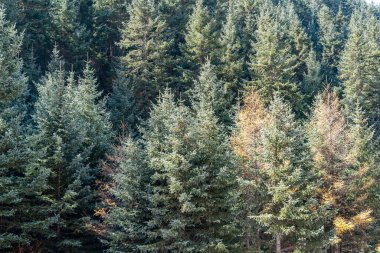 Yoğun çamlardan oluşan büyük bir orman. 