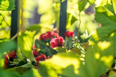 Gölgede açan kırmızı bir çiçek 