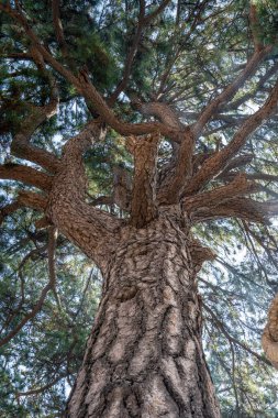 Güneşin altındaki ağaçların dalları ve yaprakları 