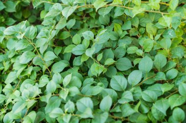 Bulutlu bir günde yeşil yapraklar 