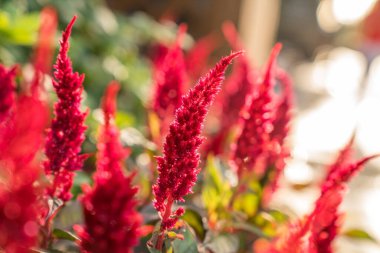 Tianjin Parkı 'nda çiçek açmış. 