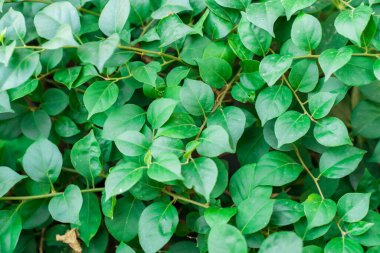 Bulutlu bir günde yeşil yapraklar