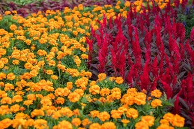 Sarı çiçekler ve kırmızı çiçekler