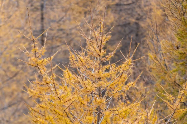 Zlaté Borovice Podzimním Slunci — Stock fotografie