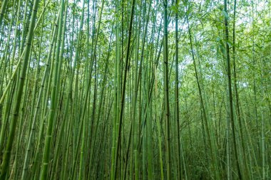Dışarıdaki bambu ormanı. 