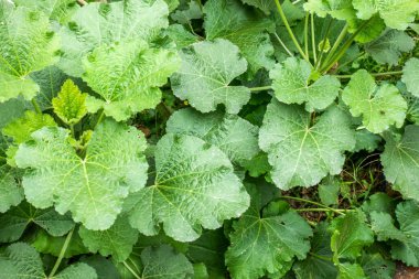 Yeşil sebze bitkilerinin özellikleri 