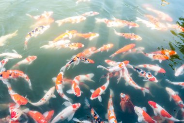 Parktaki gölette bir sürü koi balığı var. 