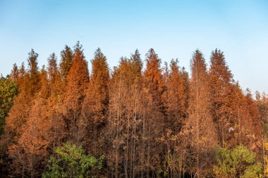 Mavi gökyüzünün altında büyük kırmızı bir orman vardı. 