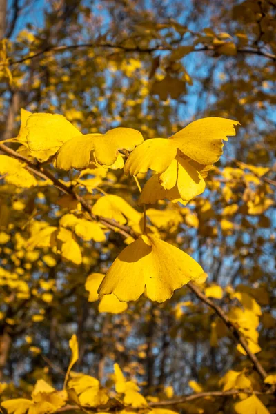 Gyllene Ginkgo Biloba Löv Skogen Hösten — Stockfoto