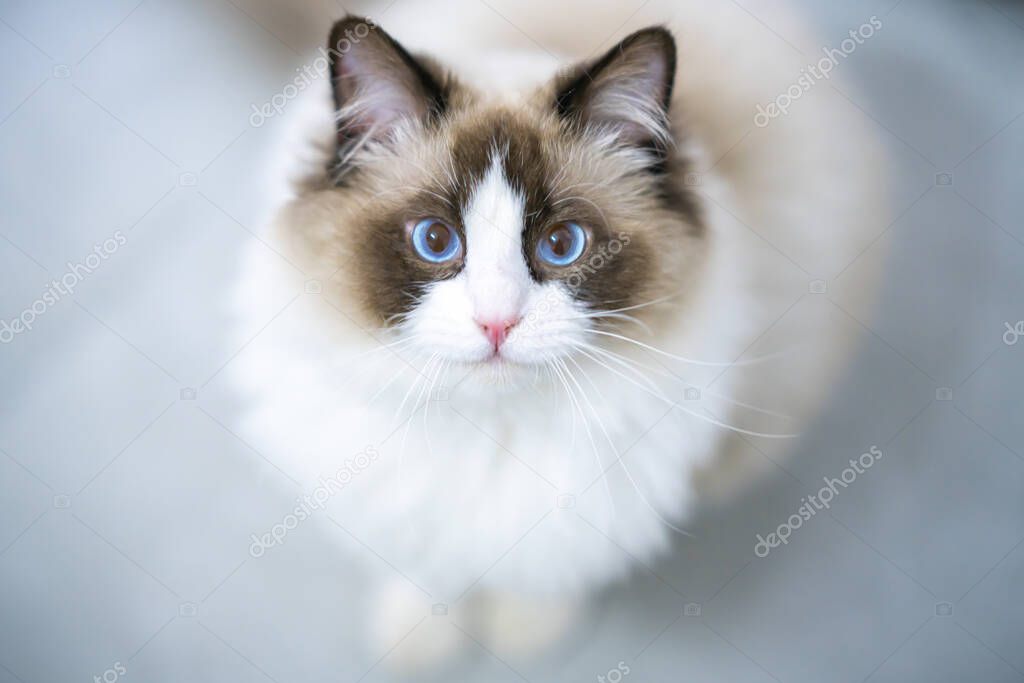 A very cute ragdoll cat is on the table