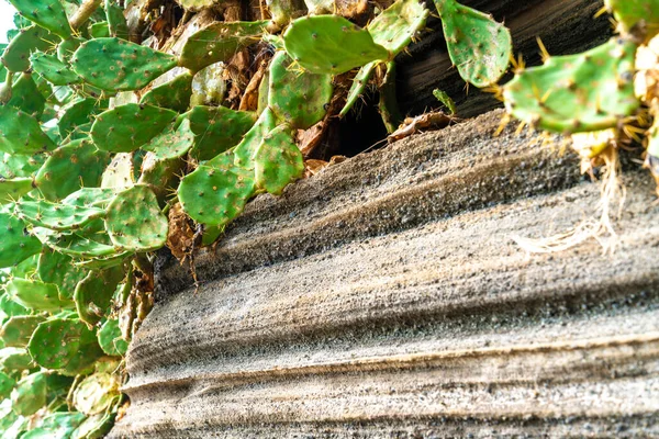 Kaktus Roste Skalách — Stock fotografie
