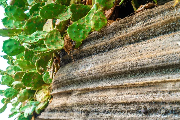 Kaktüs Kayalarda Büyüyor — Stok fotoğraf