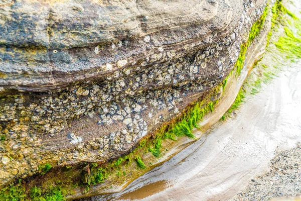 Der Basalt Der Küste — Stockfoto