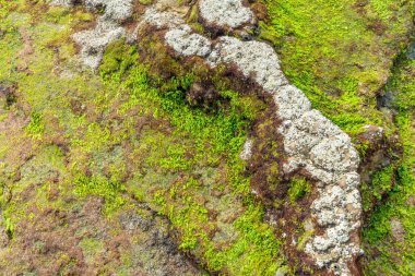 Weizhou Adası, Guangxi, Çin kıyısındaki resifler ve deniz yosunu.