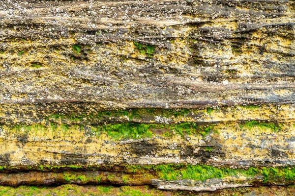 Weizhou Adası Guangxi Çin Kıyısındaki Resifler Deniz Yosunu — Stok fotoğraf