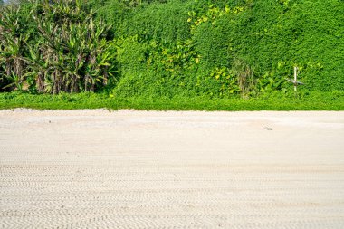 Sahilde kayalar ve yeşil yapraklar