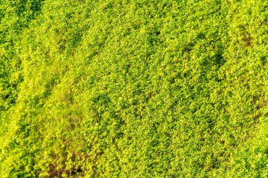 Orman dallarla ve yapraklarla dolu.