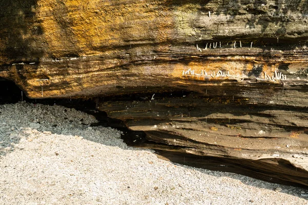 Sassi Foglie Verdi Sulla Spiaggia — Foto Stock