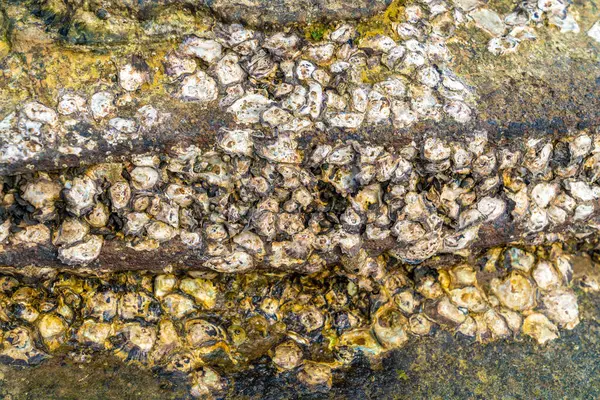Sahilde Bir Mercan Kalıntısı Yığını Vardı — Stok fotoğraf