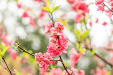 Şeftali ağaçlarındaki kırmızı çiçekler