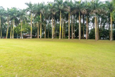 Bulutlu bir günde, geniş bir çayır.