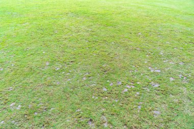 Bulutlu bir günde, geniş bir çayır.