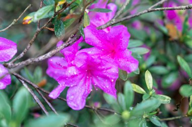 Bulutlu günlerde yağmur ormanı
