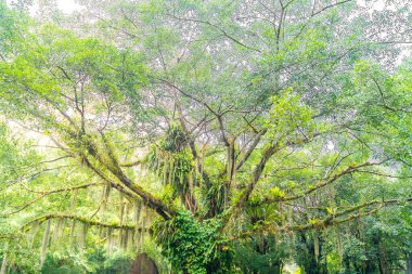 Bulutlu günlerde yağmur ormanı