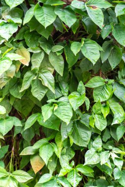 Bulutlu günlerde yağmur ormanı