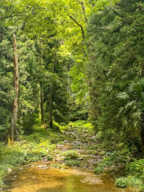 Zhangjiajie Ormanı Temiz Su ve Yeşillik ile