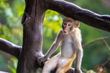 Tahta korkuluktaki Vahşi Maymun