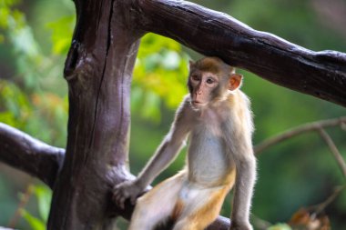 Doğal Çevrede Vahşi Maymun