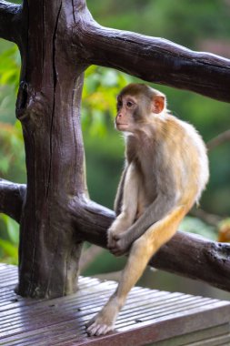 Doğal Çevrede Vahşi Maymun