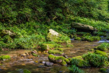 Jinbian Brook Zhangjiajie 'de Yosun kaplı kayalar ve akıntı detayları