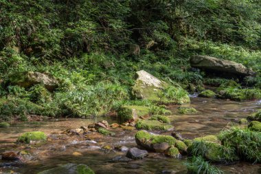Jinbian Brook Zhangjiajie 'deki Akıntı ve Yosun Taşlarının Yakın Görüntüsü