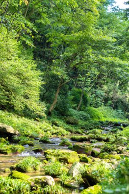 Jinbian Brook Zhangjiajie 'de Yosun kaplı Kayalıklarla Orman Deresi