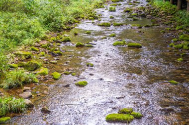 Jinbian Brook Zhangjiajie 'deki Ahşap Köprü Sütunlu Yosunlu Akıntı