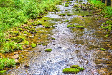 Jinbian Brook Zhangjiajie 'de köpüklü su yüzeyli yosunlu dere.