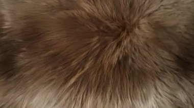 Gerçek Hayvan Kürkü Dokusunu Yavaş Çekimde Dalgalamak, 1000fps. Yüksek Hız Sinema Kamerası, 4K.